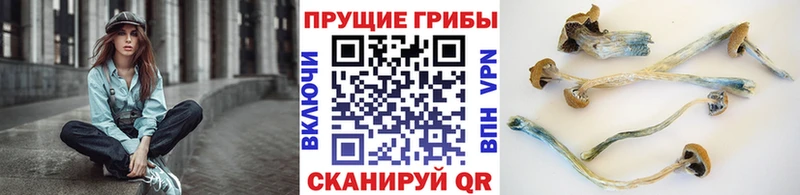 закладка Верея MEGA ссылка площадка как зайти Псилоцибиновые грибы Cubensis